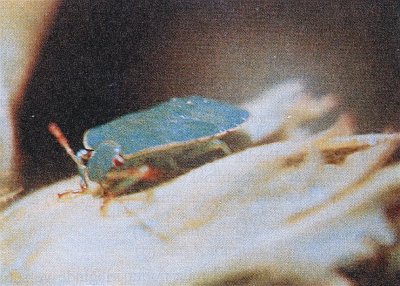 Fındık kokarcası.